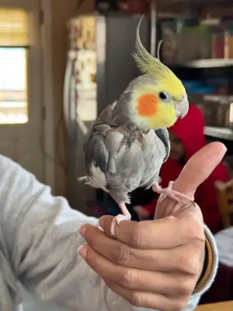 Peeko photo 2