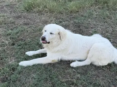 Charlie photo 4