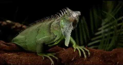 Creature photo 2