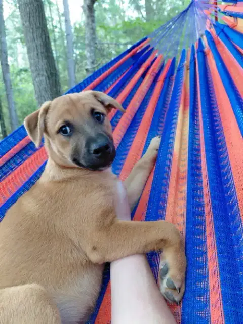 Penny