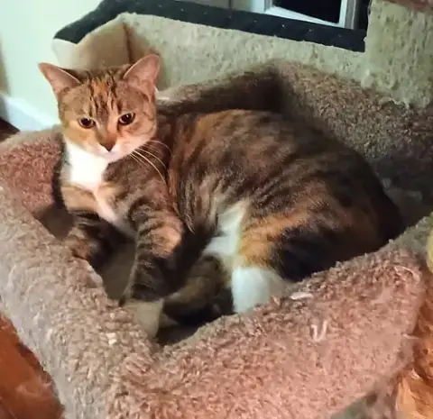 Kitty Phabulous Philomena photo 2