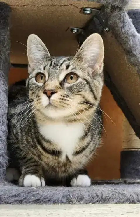 Chewie