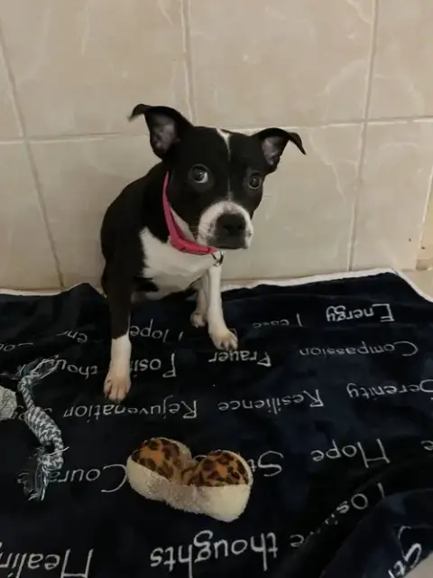 Suzie photo 2