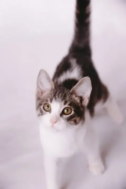 Alpha