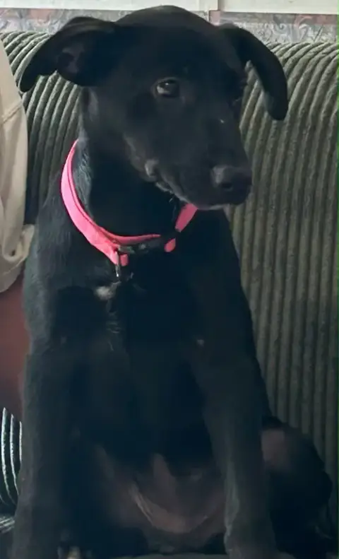 Zena