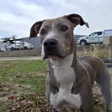Marley photo 3