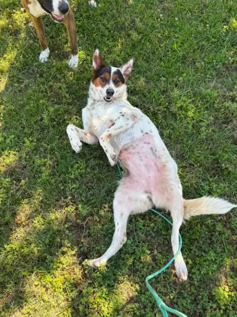 Pippa