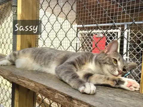 Sassy Girl photo 2