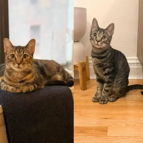 A Pair Called Hooplah & Ruckus