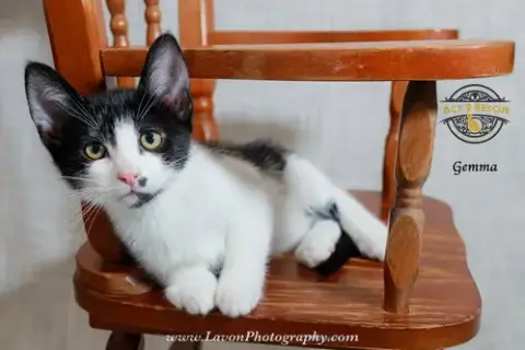 Gemma photo 2