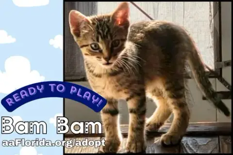 Bam Bam photo 2