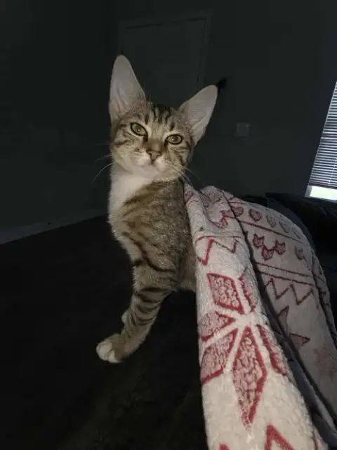 Sonar photo 5