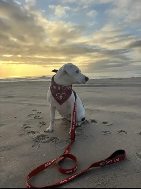 Shelby photo 3