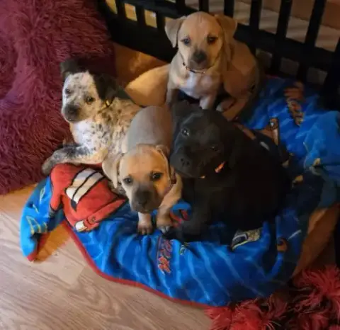 Peanuts Pups photo 4