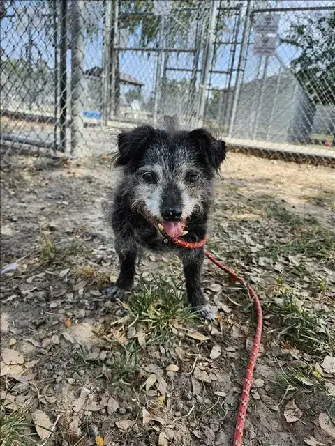 Rufus