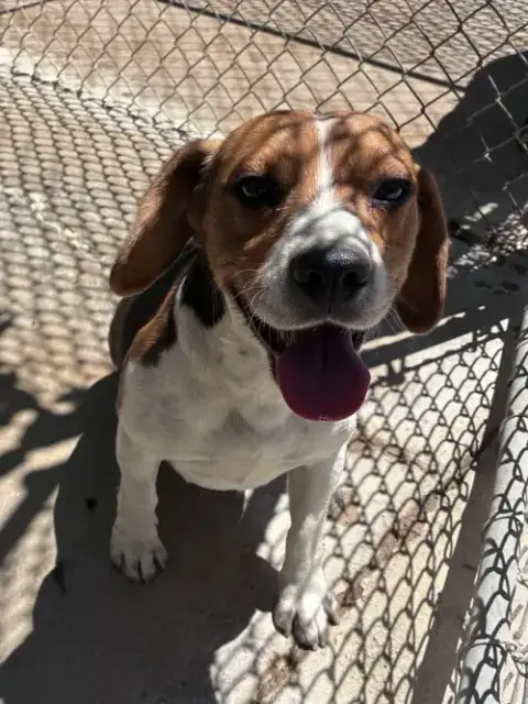 Moxie-Adopted 6/14/26 photo 3