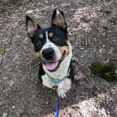 Duncan In Troy Va photo 2