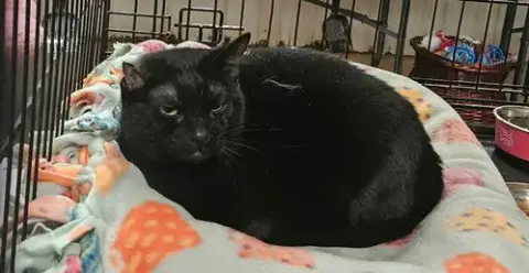 Voodoo