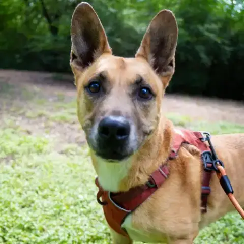 Handsome Beauregard