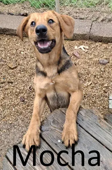 Mocha