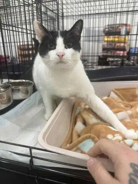 A Tootyta
