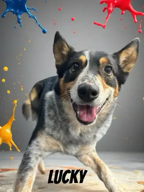 Lucky photo 4