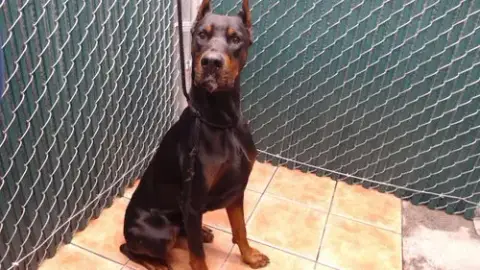 Duke
