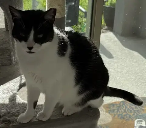 Oreo