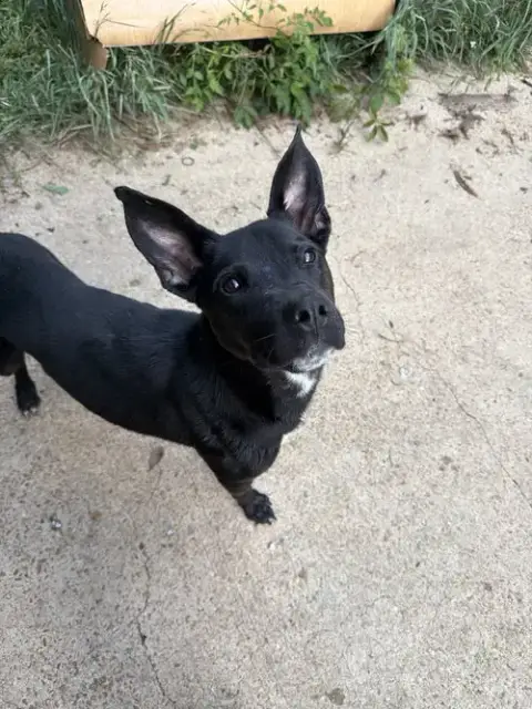 Otis
