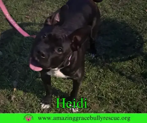 Heidi