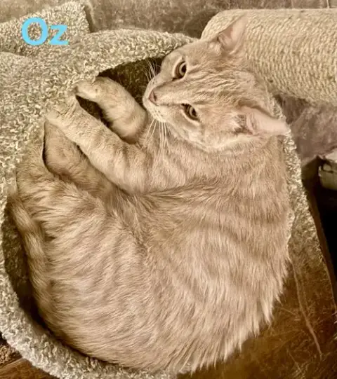 Oz