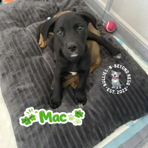 The M Litter; Mac photo 3
