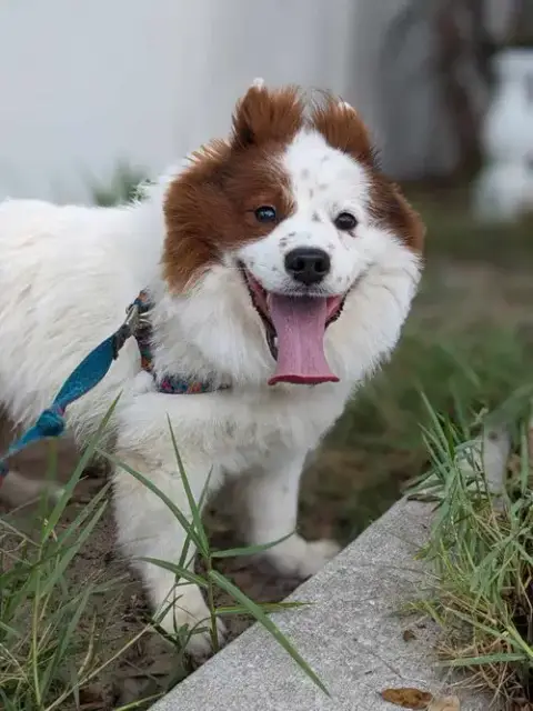 Chow Boy photo 3