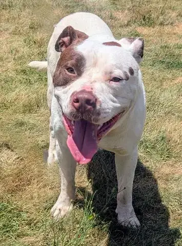 Brutus