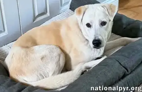 Biscuit In Fl photo 2