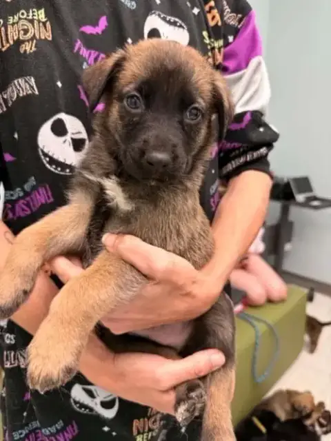 Chance- Twitch Team Litter