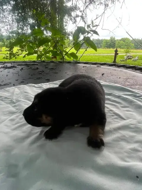 Bear photo 3