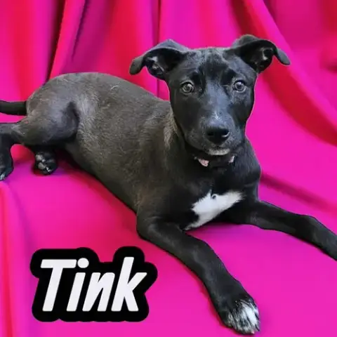Tink photo 4