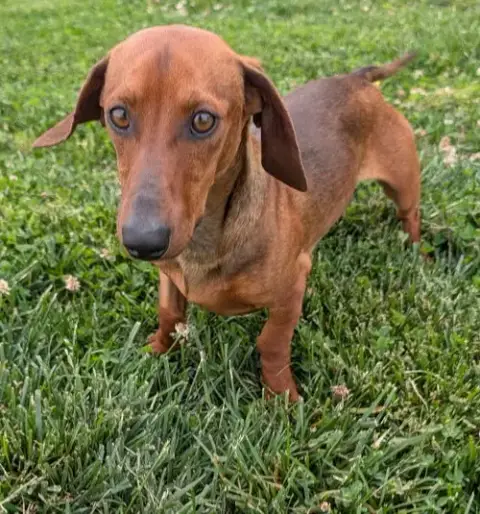 Hugo In Nc photo 2