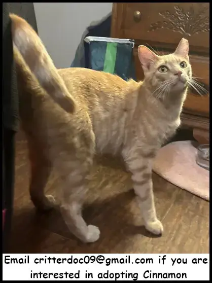 Cinnamon