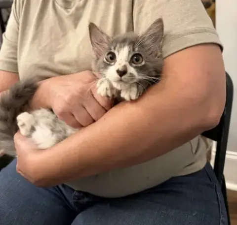Nimbus