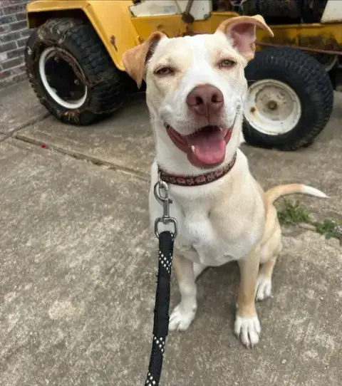 Penelope