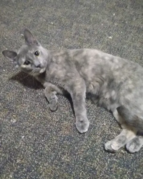 Ashfur photo 2