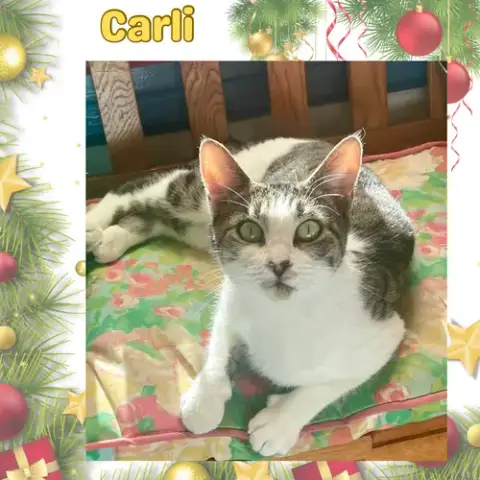 Carlie photo 3