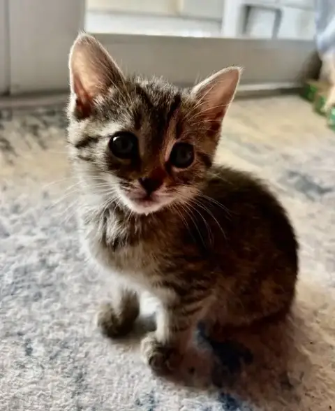 Happy Kitten *
