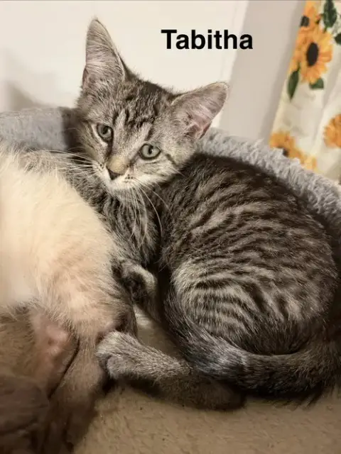 Tabitha