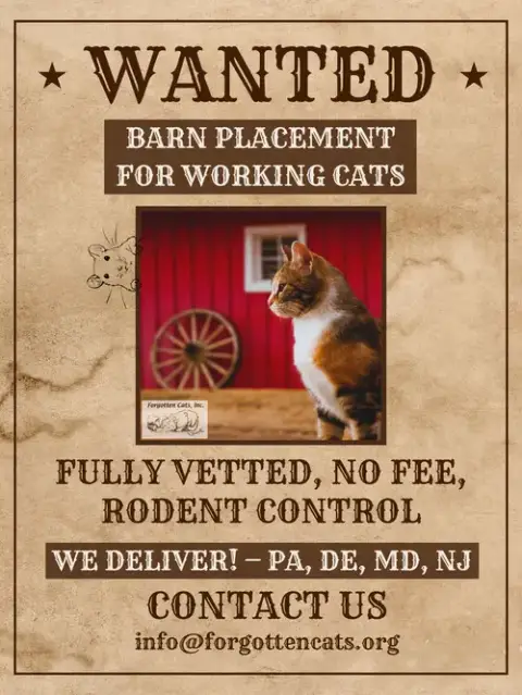 Karsey: Barn Cat photo 4