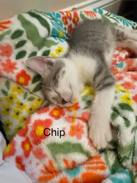 Chip photo 2