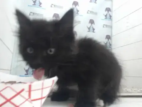 *Luna