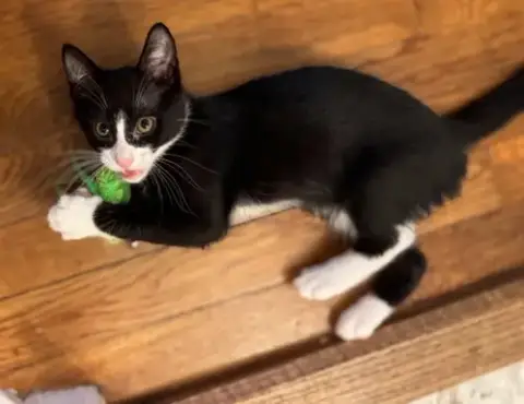 Kitten Puar photo 4